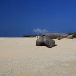 balesinisland6