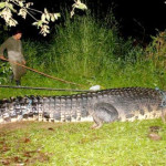 LOLONG