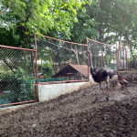Ostrich