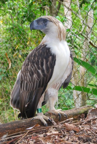 Philippine Eagle