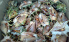 Authentic Pinoy Food: Adobong Saang / Spider Shells