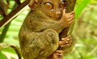 Philippine Tarsier – Know Them More