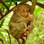 Philippine Tarsier – Know Them More